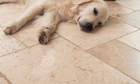 Ein Hund liegt auf einem hellen Travertinboden