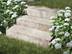 Blockstufen Kalkstein Camino Grey mit Blumen und Gras