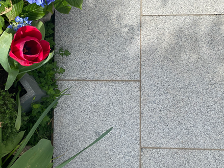 Granit-Silver-Gala-Blumen-Tulpe-Sonne1