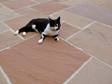 Sandstein-Platten Modak, Terrasse mit Katze