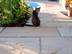Katze sitzt auf Sandsteinplatten Yellow Mint im Schatten