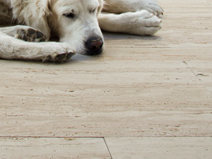 Terrassenplatten Travertin Natura Hund nah Galerie 1