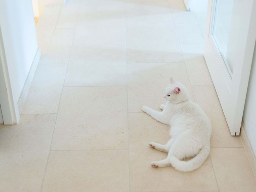 Katze liegt auf Kalksteinfliesen