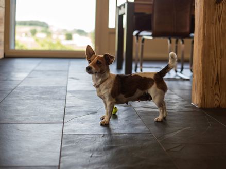 Hund spielt auf Schieferfliesen Mustang
