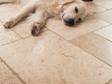 Hund liegt auf Travertinfliesen Light