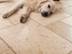 Hund liegt auf Travertinfliesen Light