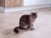 Katze sitzt auf Travertinboden Light