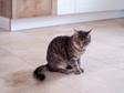 Katze sitzt auf Travertinboden Light