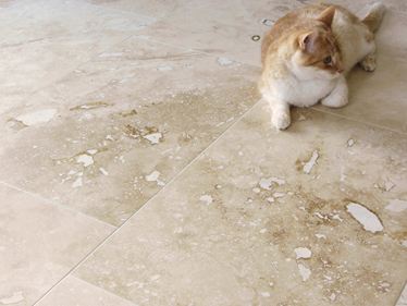 Kundenfoto: Travertin-Fliesen Onyx mit Katze