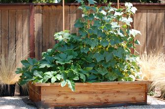 Pflanzen in einem großen Holzkasten vor einem Zaun aus Holz