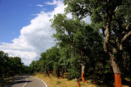 Korkeichen an einer Straße, im Hintergrund ein blauer Himmel mit weißen Wolken