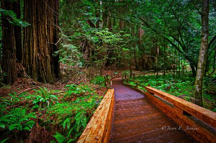 Weg aus Holz in einem Wald
