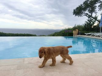 Hund läuft über Travertinplatten, die an einem Pool verlegt sind