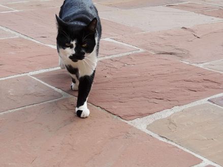 Schwarz-weiss gefleckte Katze läuft über Sandstein Modak in gedeckten Rot-Braun-Tönen