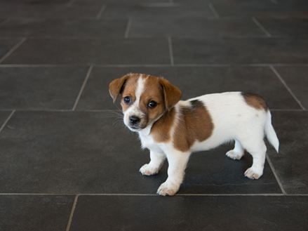 Hund auf Schieferfliesen Mustang