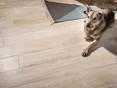 Alle Familienmitglieder fühlen sich auf der Holzoptikfliese Urban White wohl! Teppich und Hund auf Feinsteinfliesen in Holzoptik
