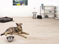 Dieses Feinsteinzeug in Holzoptik ist auch für eine Fußbodenheizung geeignet. Hund liegt auf Wohnzimmerboden mit Holzoptikfliesen Urban White in hellen Beigetönen