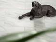Porzellanfigur von liegendem Hund auf Marmorfliese Calacatta geschliffen